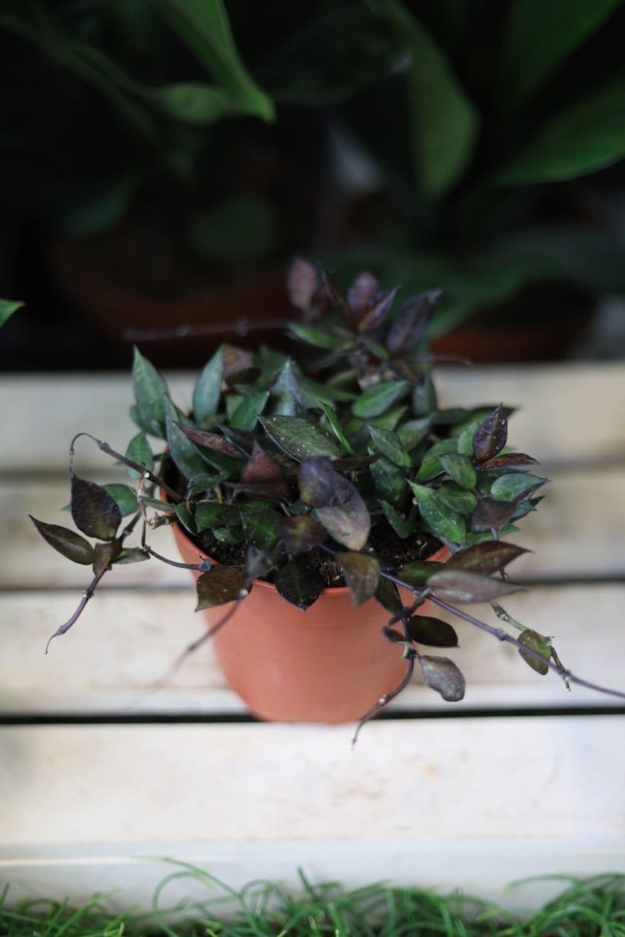 Hoya krohniana ‘Black Leaves’ – efektowna roślina pnąca o drobnych, ciemnozielonych liściach o niemal czarnym odcieniu. Idealna do wiszących donic.