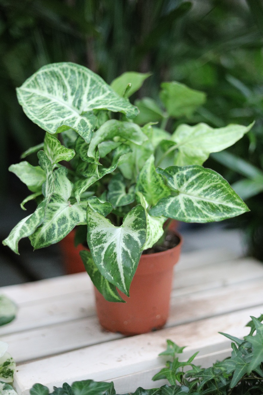 Syngonium ‘Arrow’ – elegancka roślina doniczkowa o zielonych, strzałkowatych liściach i dekoracyjnym, tropikalnym wyglądzie.
