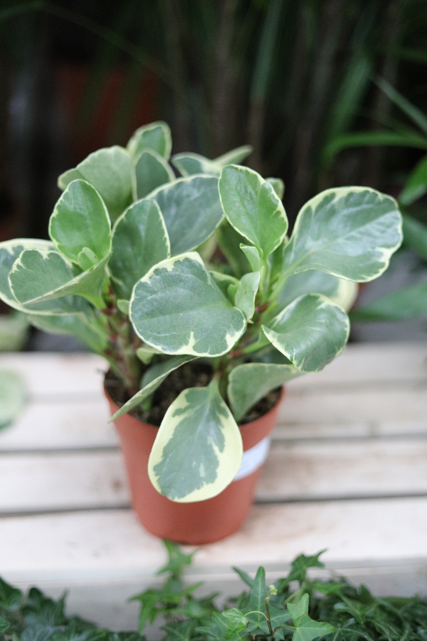Peperomia obtusifolia ‘Variegata’ – dekoracyjna roślina doniczkowa o mięsistych, błyszczących liściach z kremowo-zielonym wybarwieniem.
