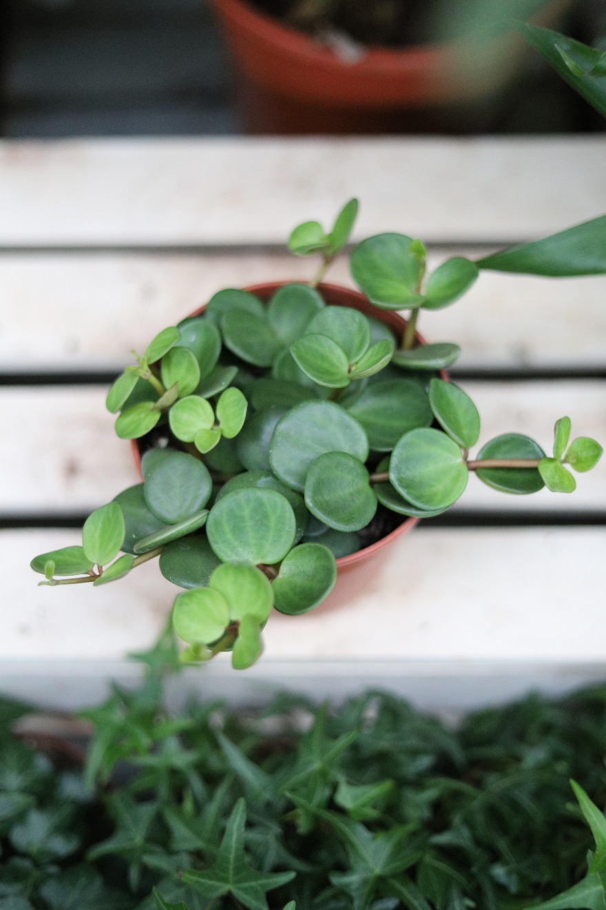 Peperomia ‘Hope’ – dekoracyjna roślina doniczkowa o drobnych, okrągłych, mięsistych liściach na delikatnie zwisających pędach.