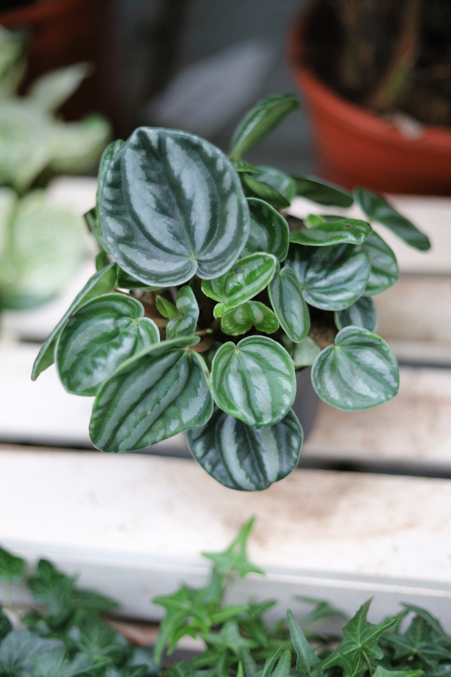 Peperomia caperata ‘Royal Princess’ – elegancka roślina doniczkowa o ciemnych, mocno karbowanych liściach i kompaktowym pokroju.