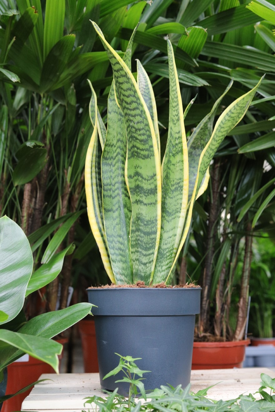 Sansevieria trifasciata ‘Laurentii’ XL – okazała roślina doniczkowa o wysokich, zielonych liściach z dekoracyjnym żółtym obrzeżeniem.
