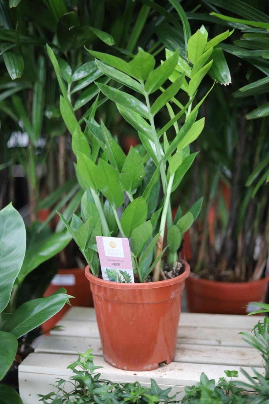 Zamioculcas zamiifolia ‘Pixie’ – kompaktowa roślina doniczkowa o gęstych, błyszczących liściach i eleganckim, nowoczesnym wyglądzie.