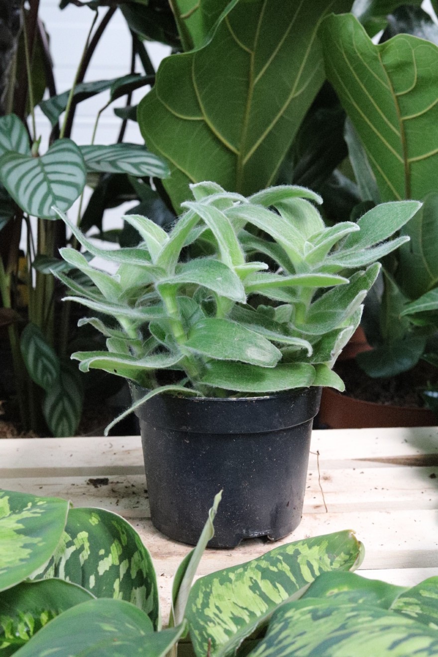 Tradescantia sillamontana (1).JPG
