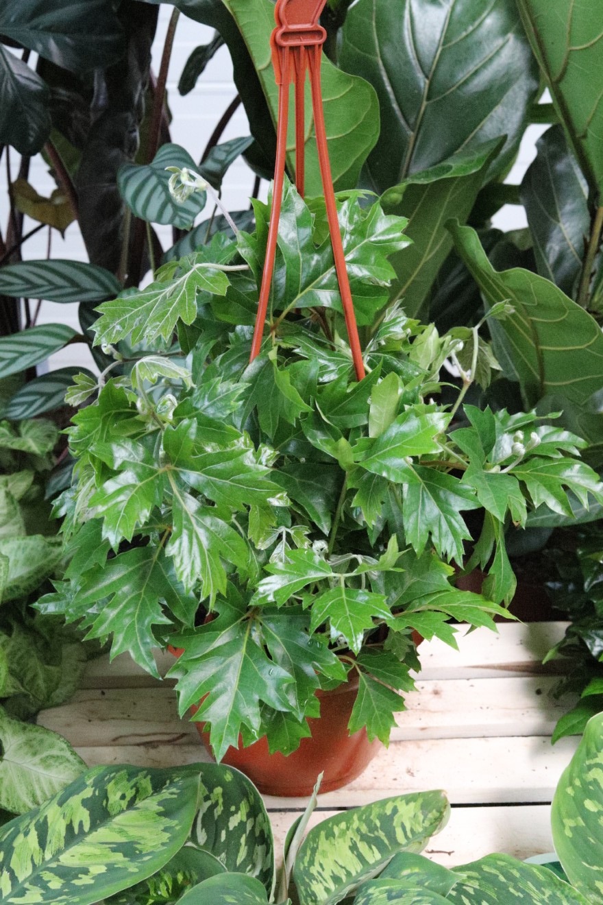 CISSUS RHOMBIFOLIA ELLEN DANICA