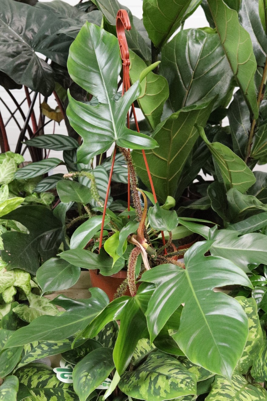 PHILODENDRON SQUAMIFERUM XL (1).JPG