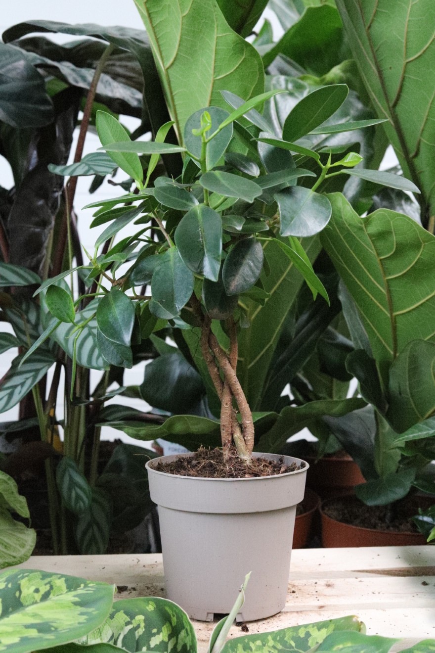 ficus maya (1).JPG