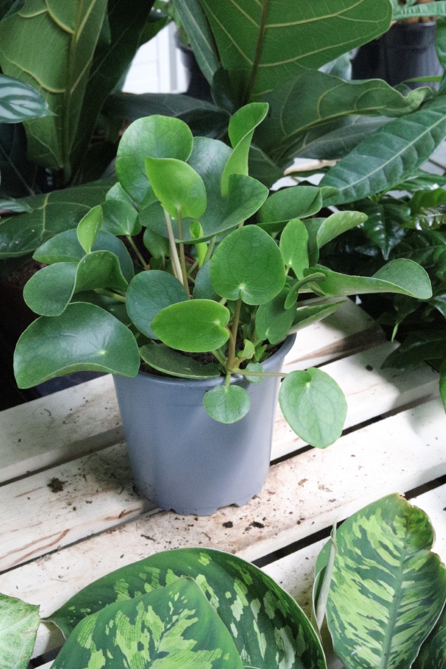 pilea peperomioides (1).JPG