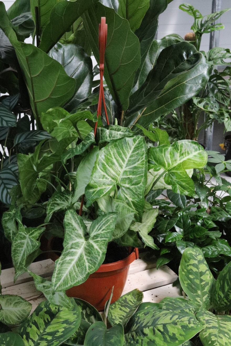 syngonium arrow (3).JPG