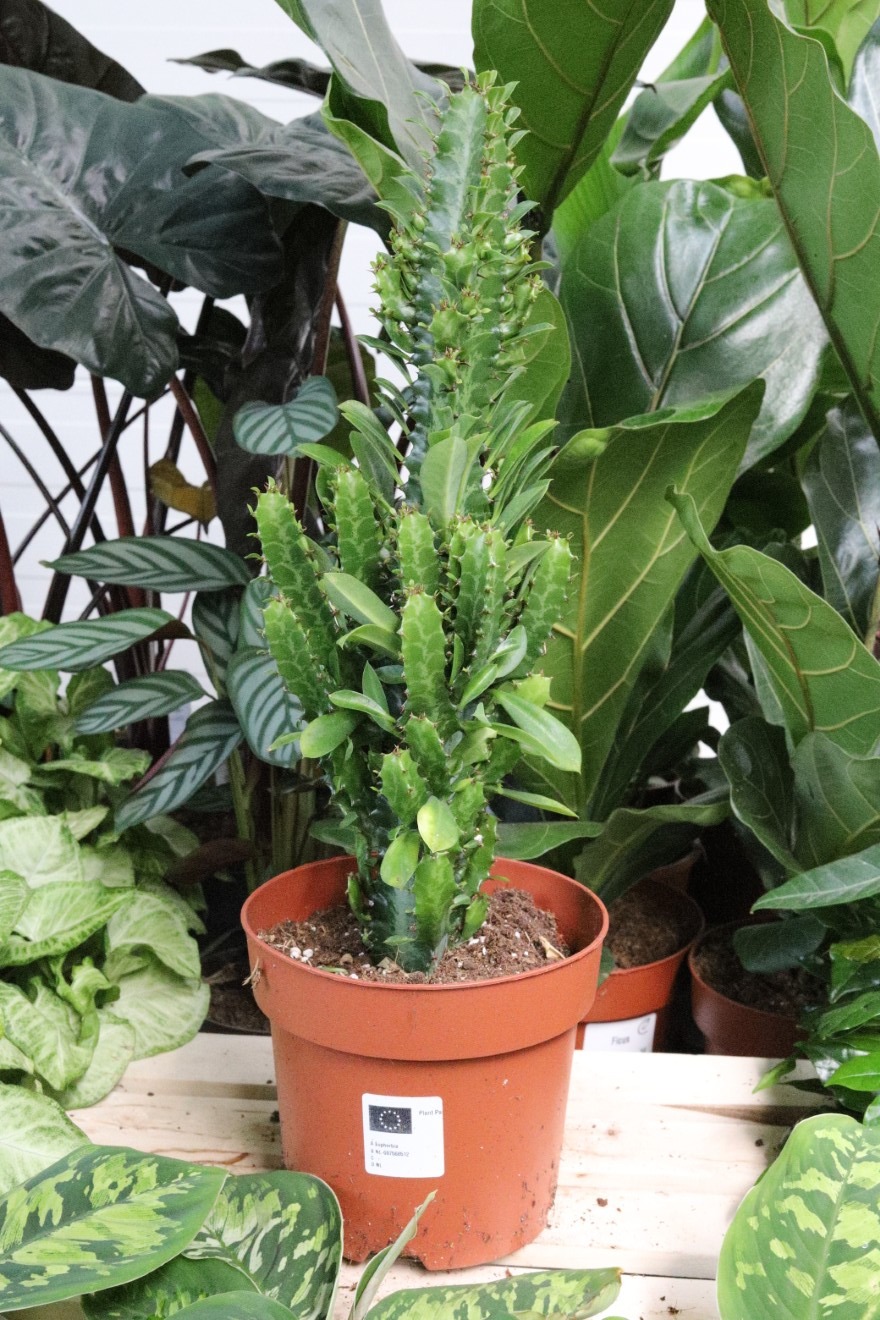 euphorbia trigona (1).JPG