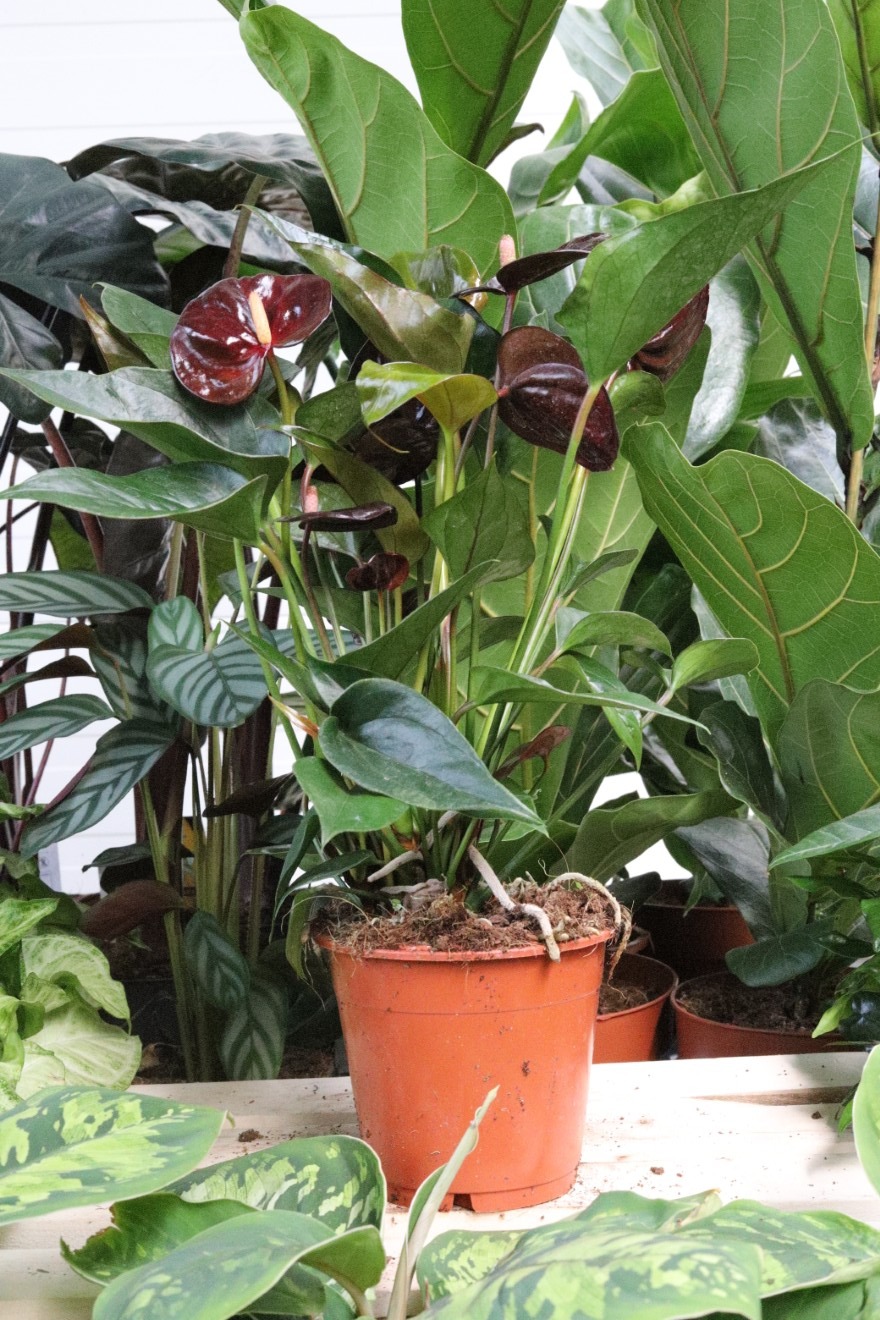 anthurium giant chocolate (2).JPG