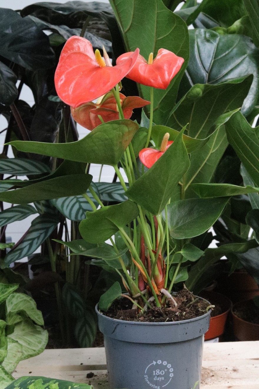 Anthurium andraeanum ‘Stilo’ (1).JPG