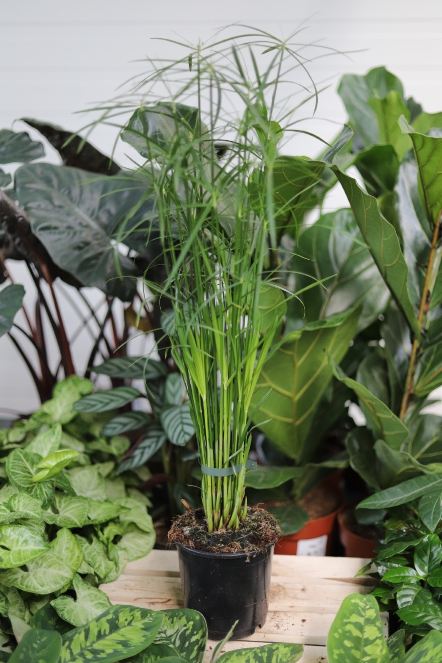 Cyperus Alternifolius Gracilis (1).JPG