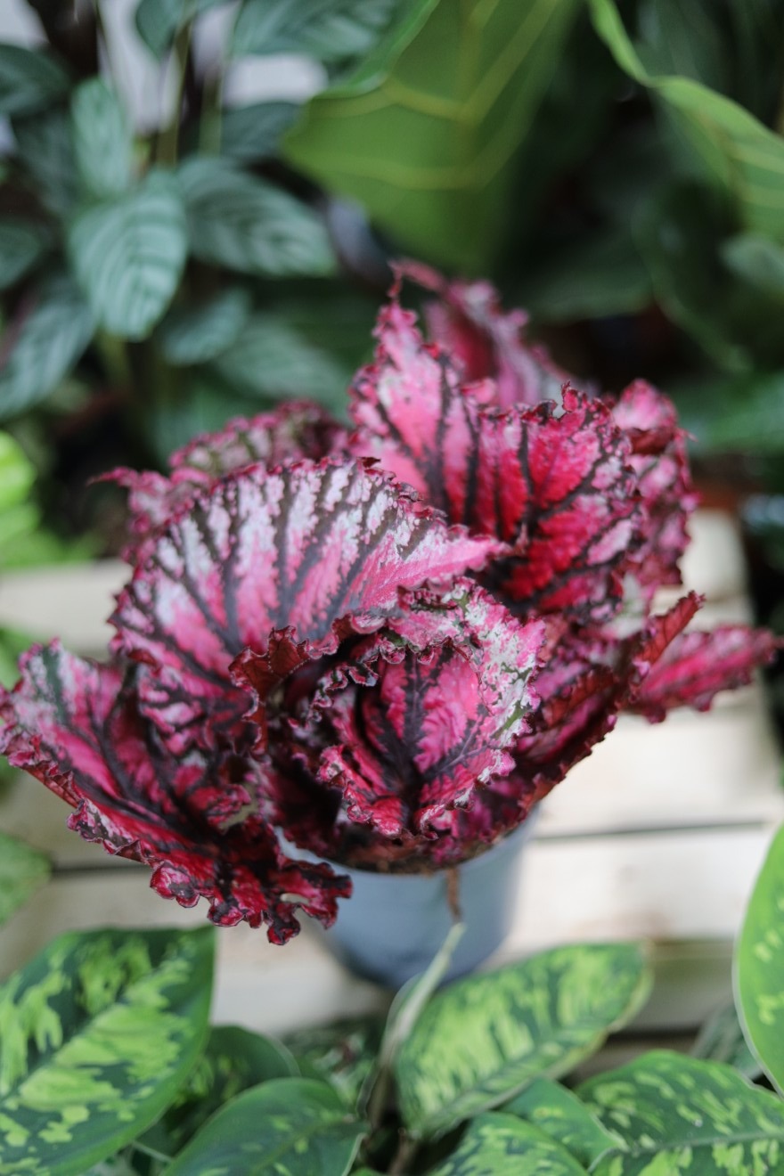 Begonia ‘Lambada’  (1).JPG
