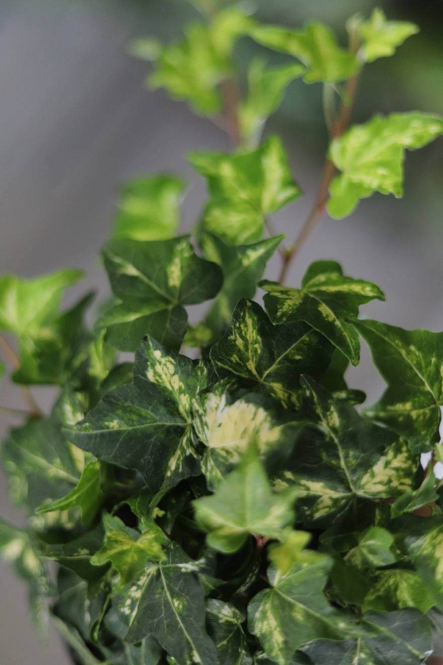 Hedera helix ‘Golden Jytte’ (1).JPG