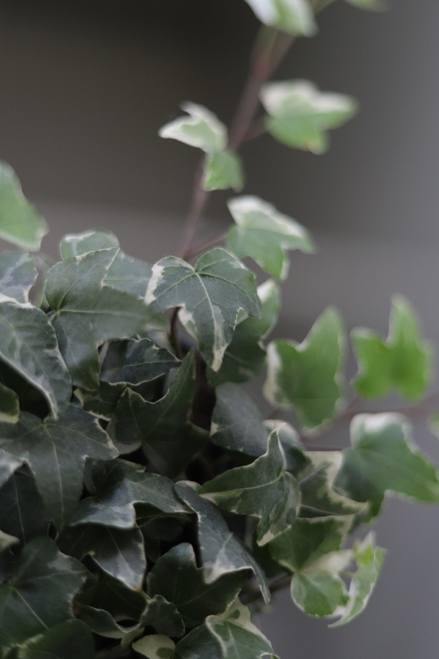 hedera helix mona lisa (1).JPG