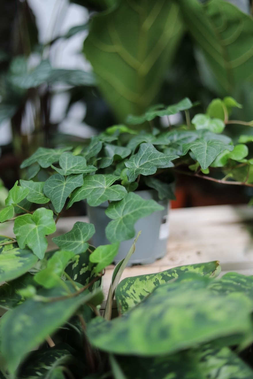 hedera helix wonder (1).JPG