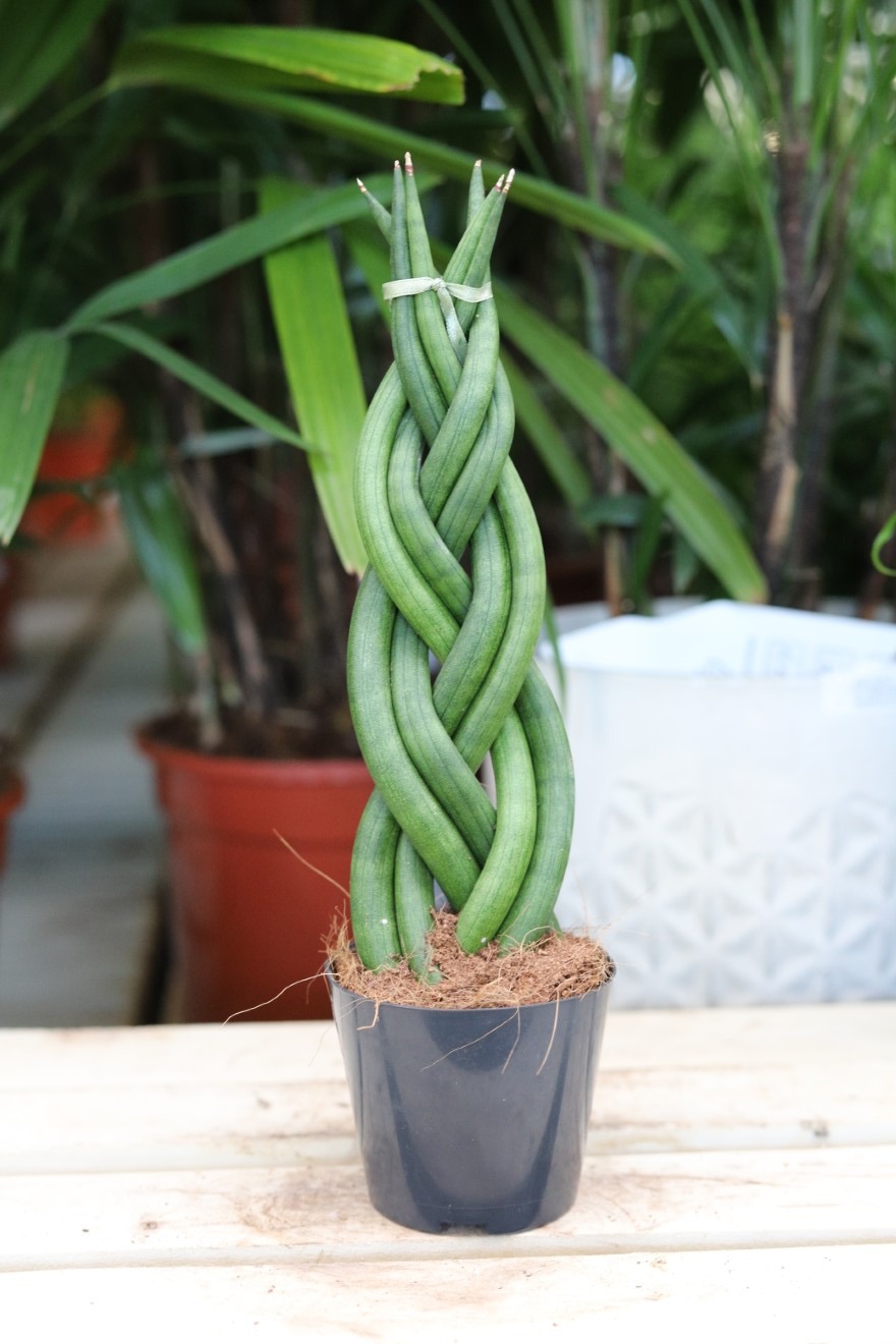 Sansevieria cylindryczna - warkocz (1).JPG