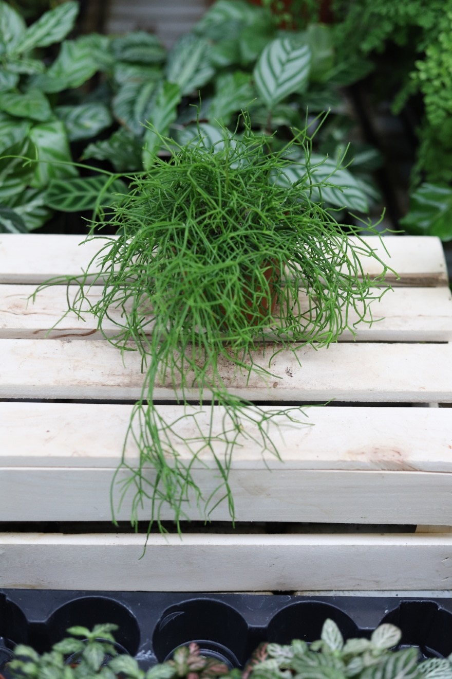 Rhipsalis baccifera oasis (1).JPG