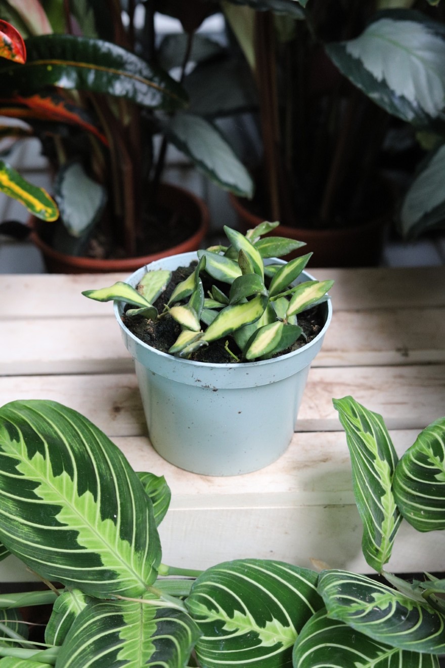 Hoya sp. aff. burtoniae variegata DS 70 (Hoja) (1).JPG