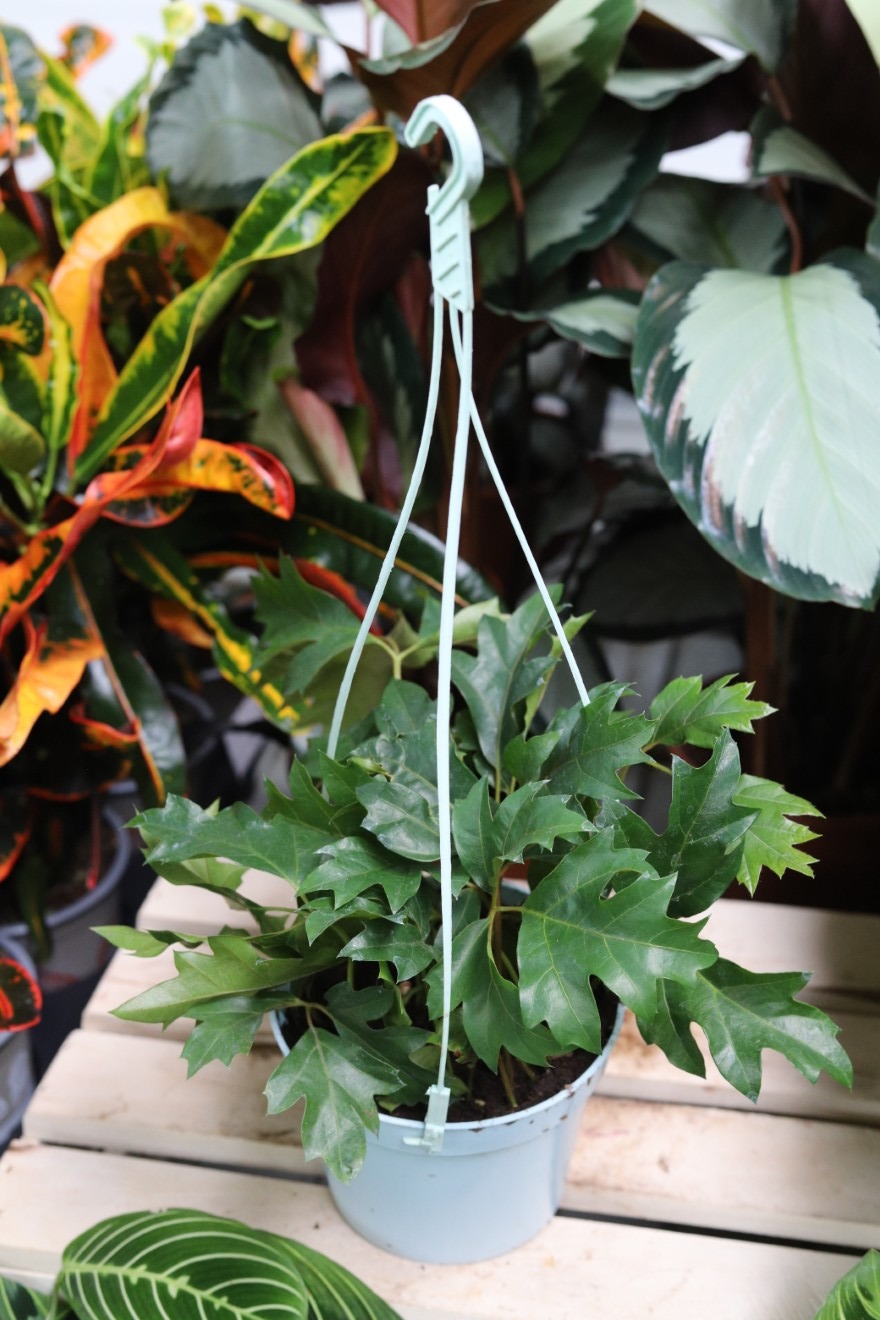 Cissus rhombifolia (Cissus rombolistny) m (1).JPG