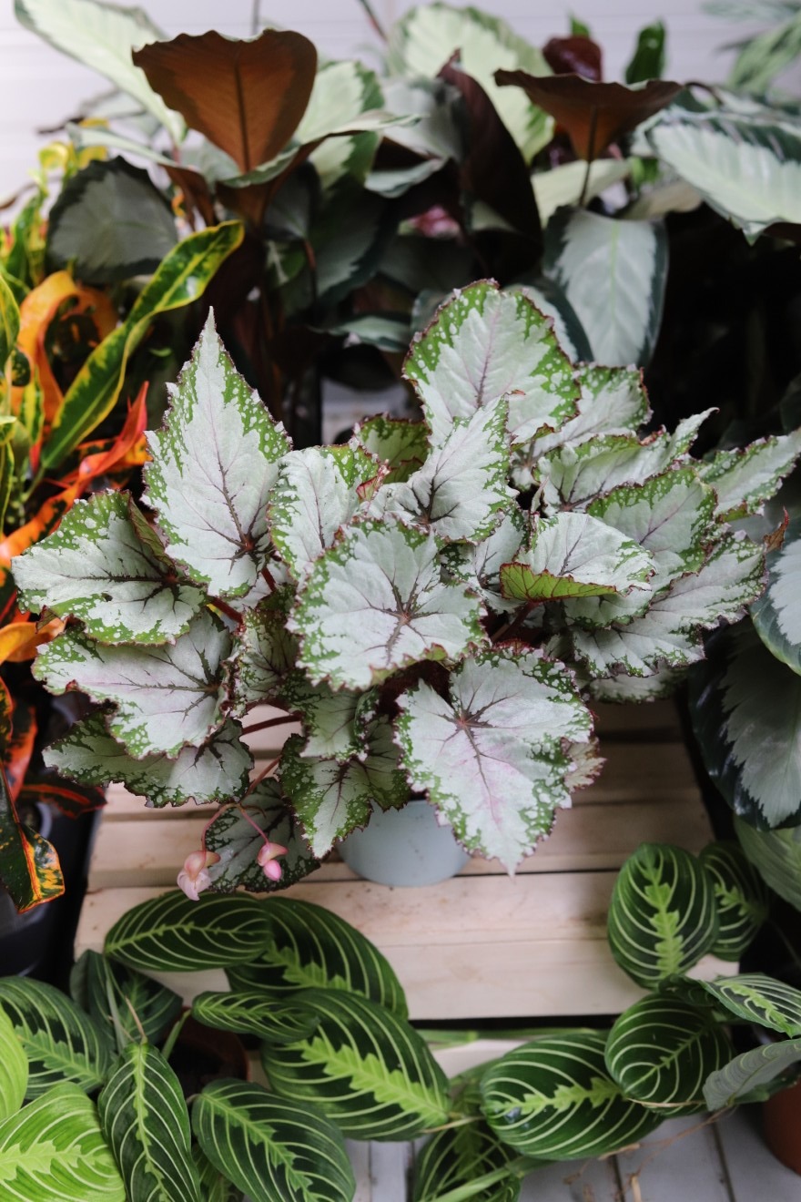 Begonia 'Asian Tundra' (3).JPG