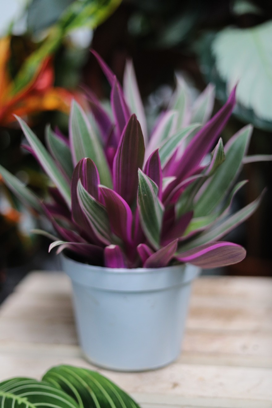 Tradescantia spathacea Sitara (Trzykrotka, Reo Meksykańskie) (2).JPG