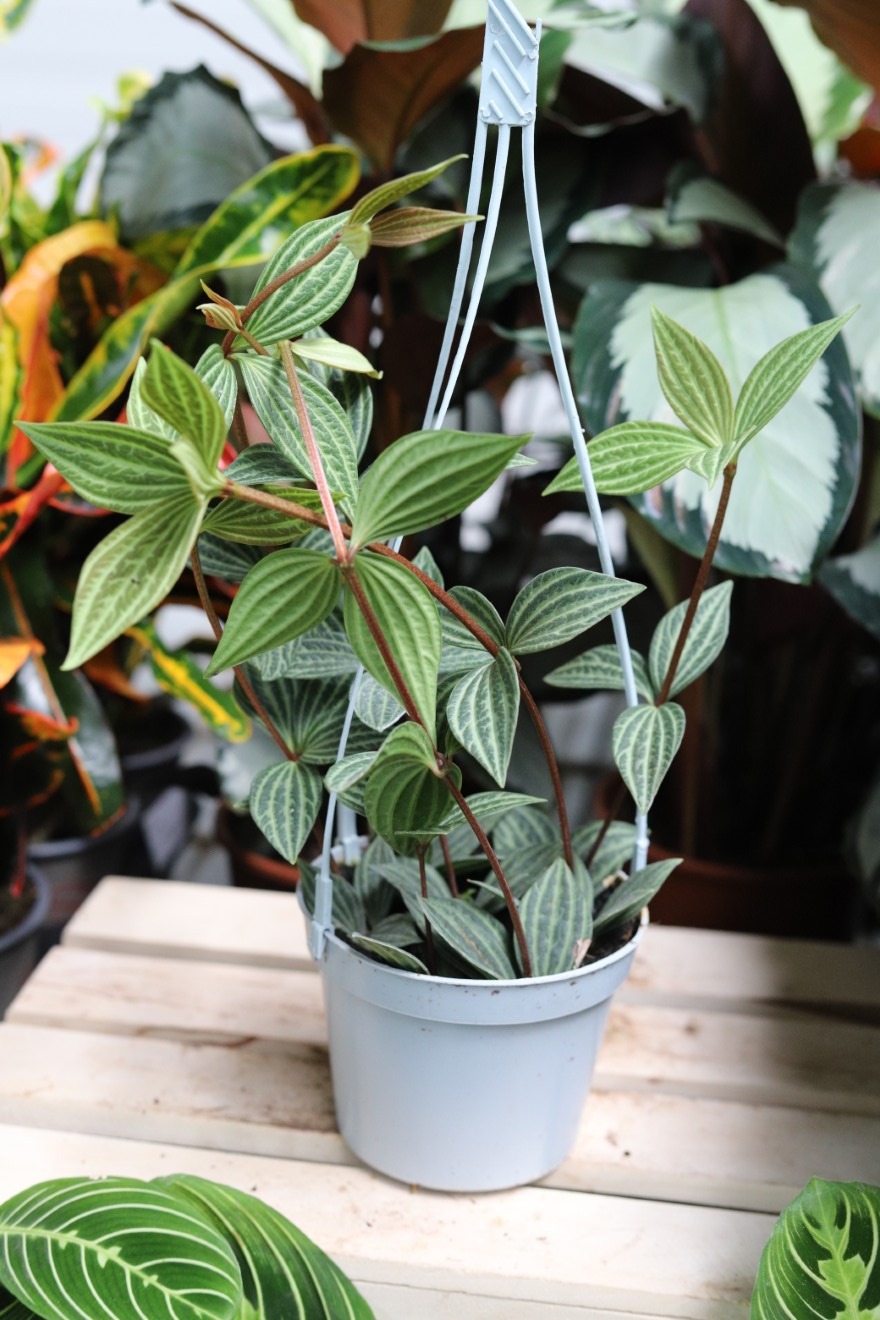 Peperomia Tetragona (5).JPG