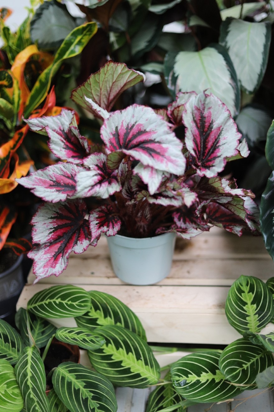Begonia 'Evening Glow' (1).JPG
