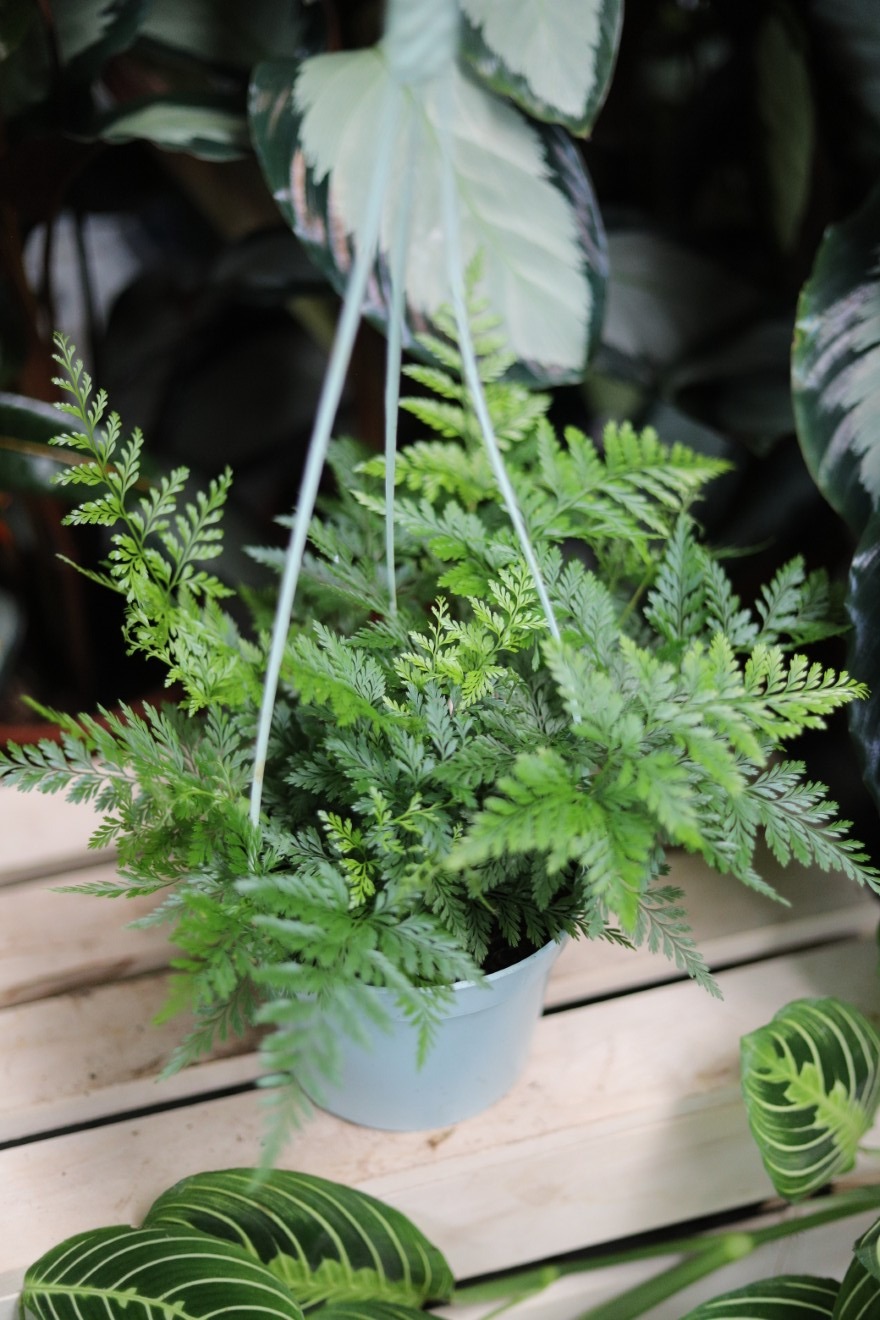 Asplenium 'Parvati' (Zanokcica) (1).JPG
