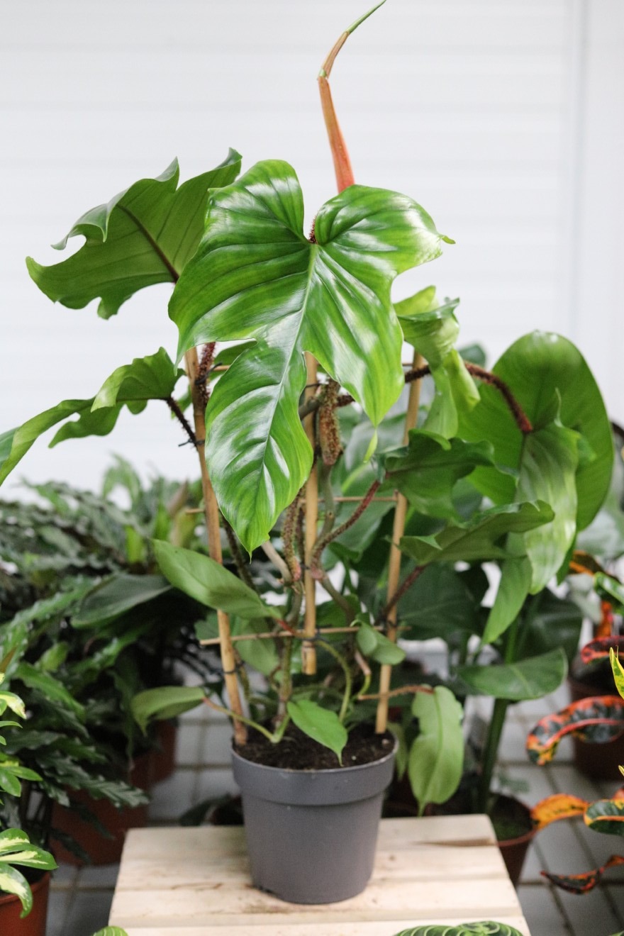 philodendron squamiferum xl (4).JPG