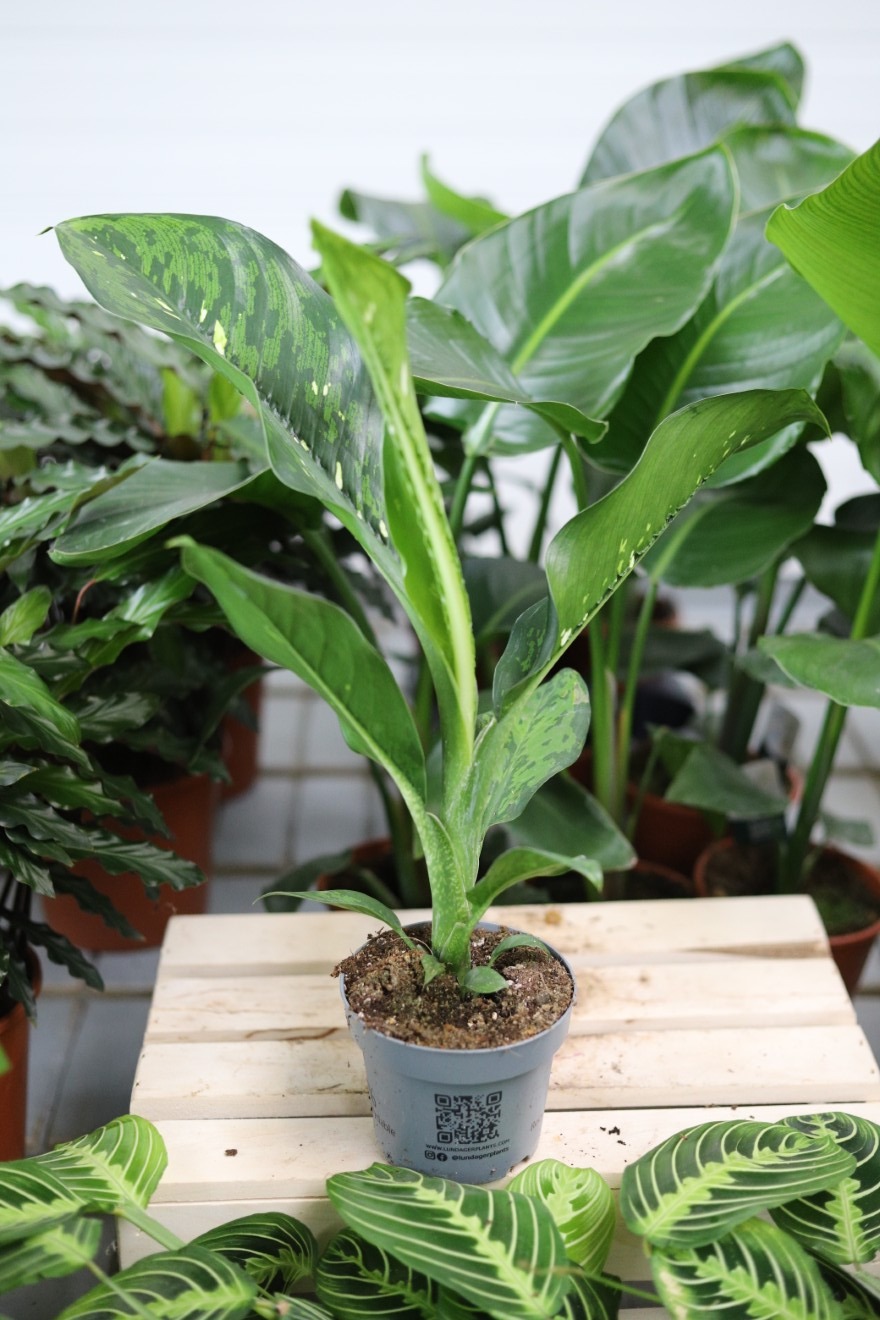 dieffenbachia crocodile (4).JPG