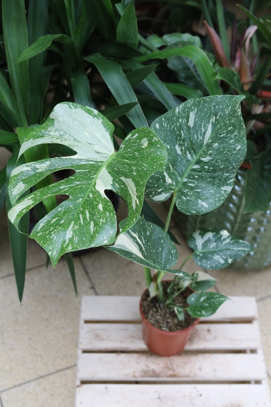 monstera thai constellation xl (5).JPG