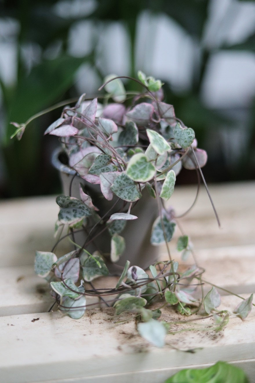 ceropegia woodii variegata (1).JPG