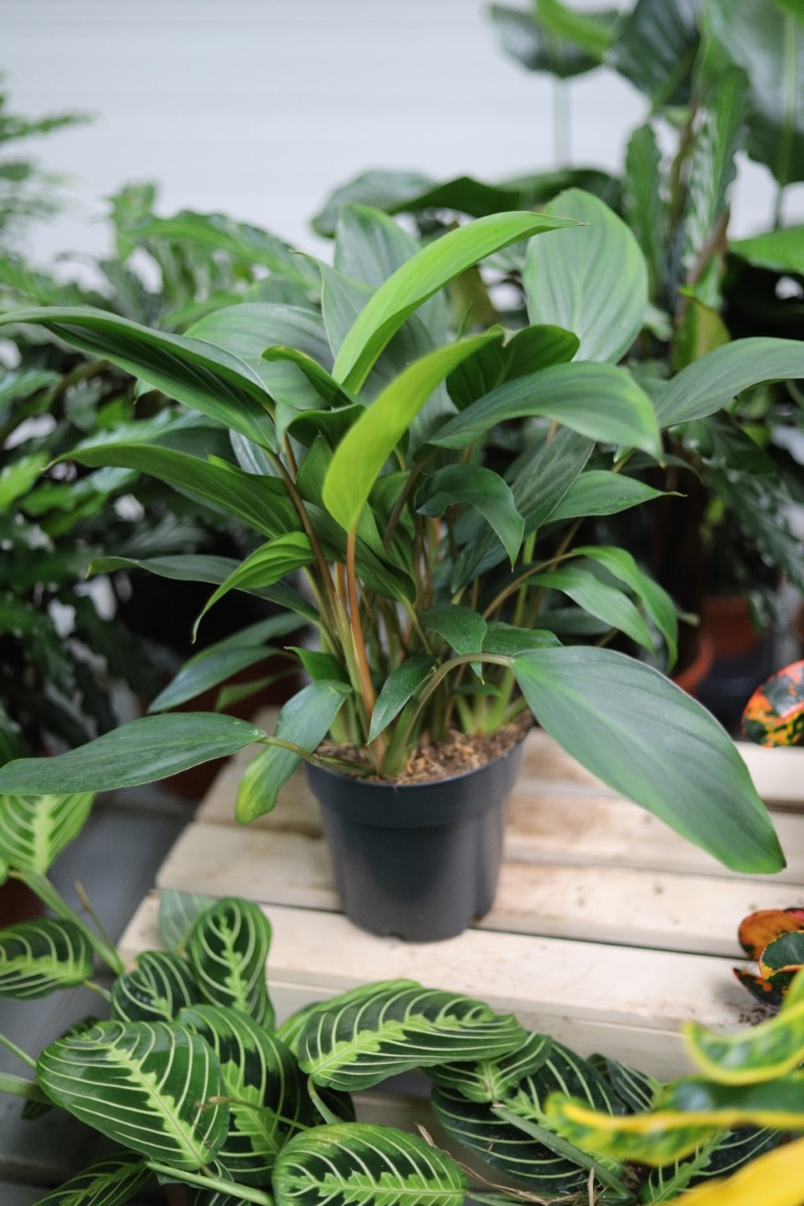 Homalomena rubescens ‘Maggy'  (4).JPG
