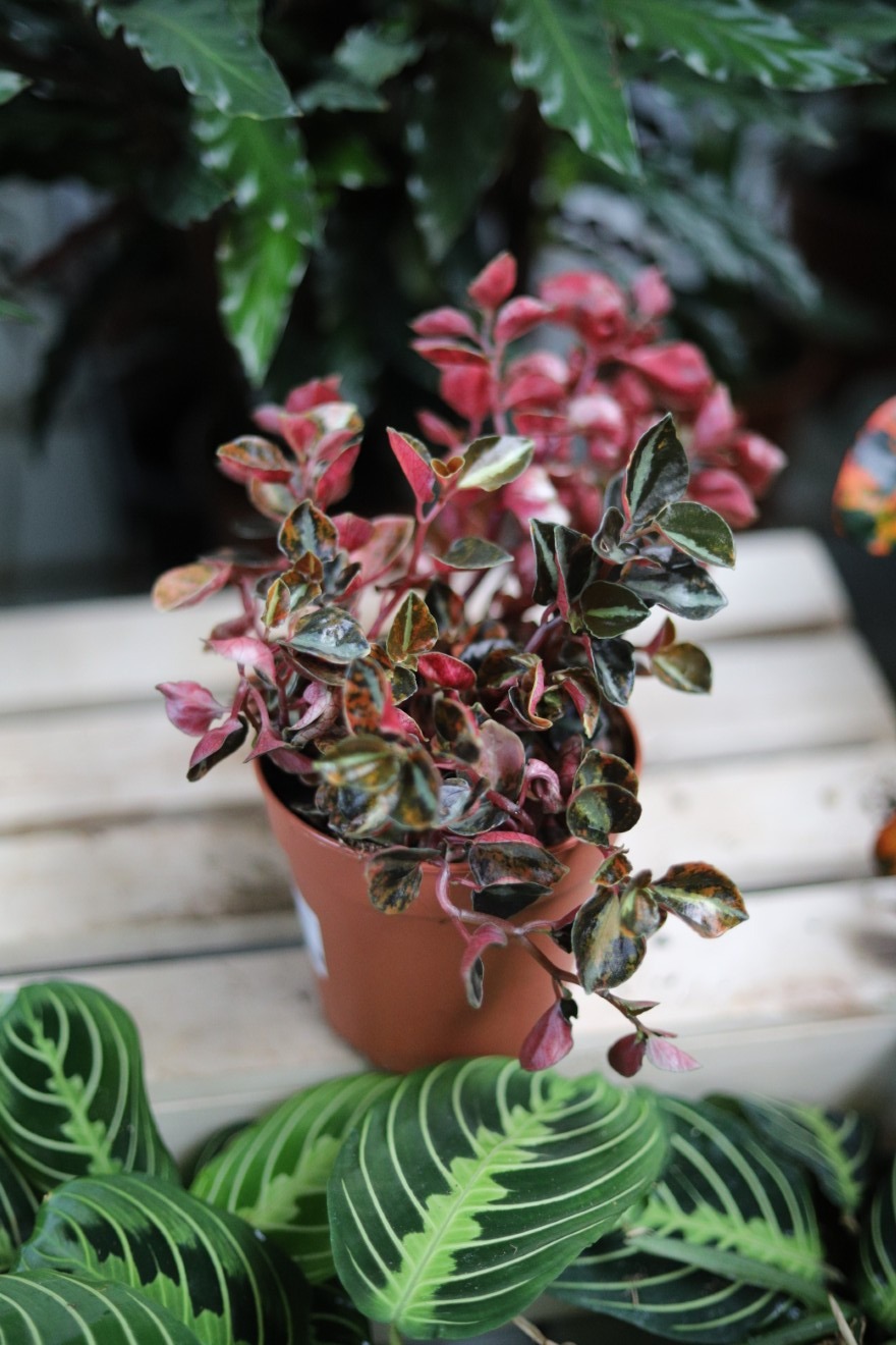 Peperomia Creme Brulee