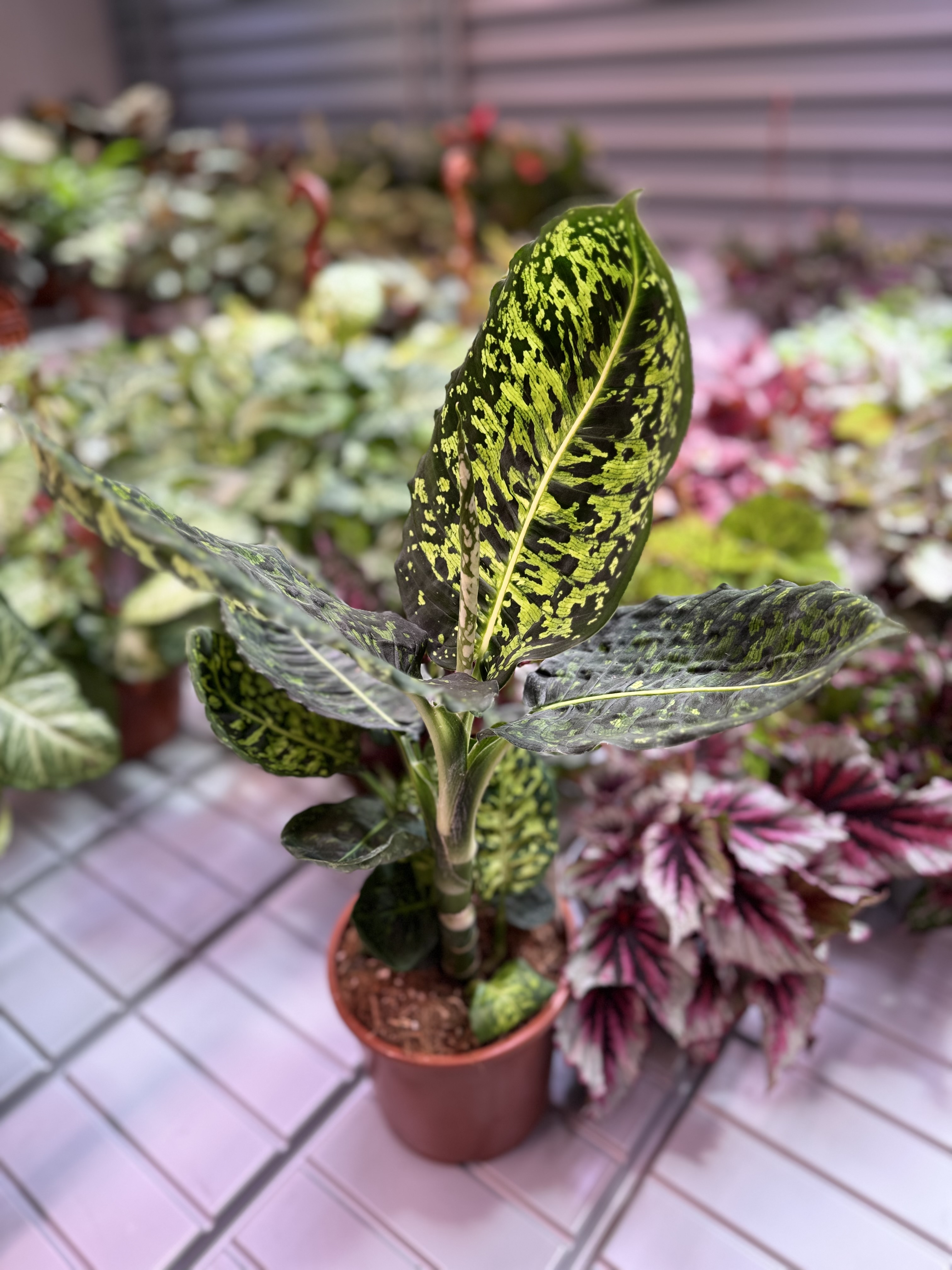 dieffenbachia reflector (1).jpeg