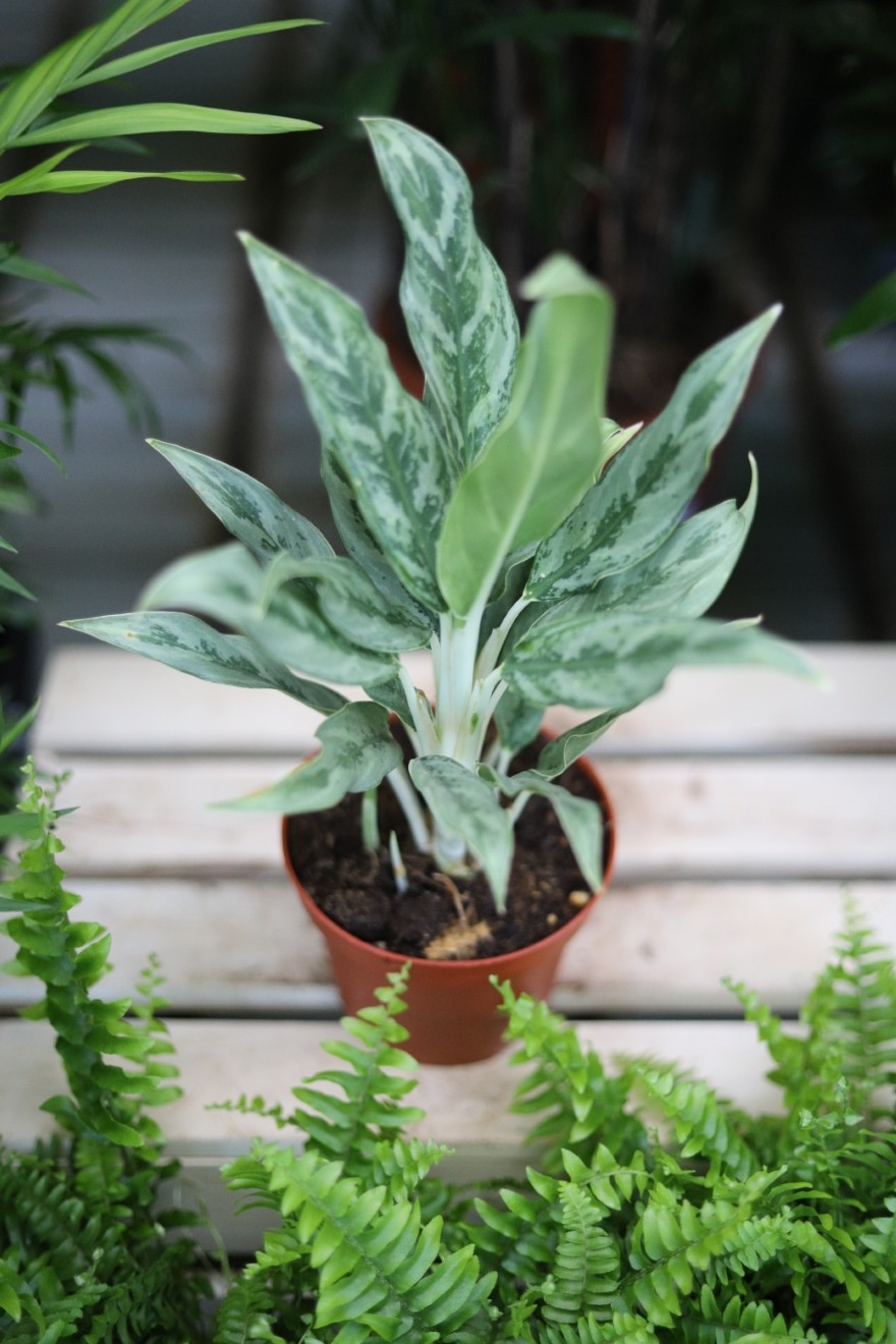 aglaonema greyhound (1).JPG