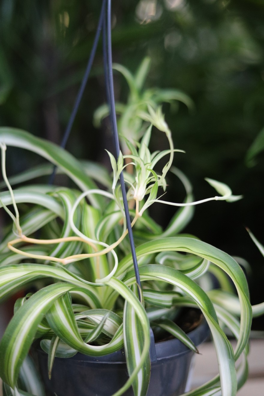 Chlorophytum comosum 'Bonnie' (Zielistka) L  (4).JPG