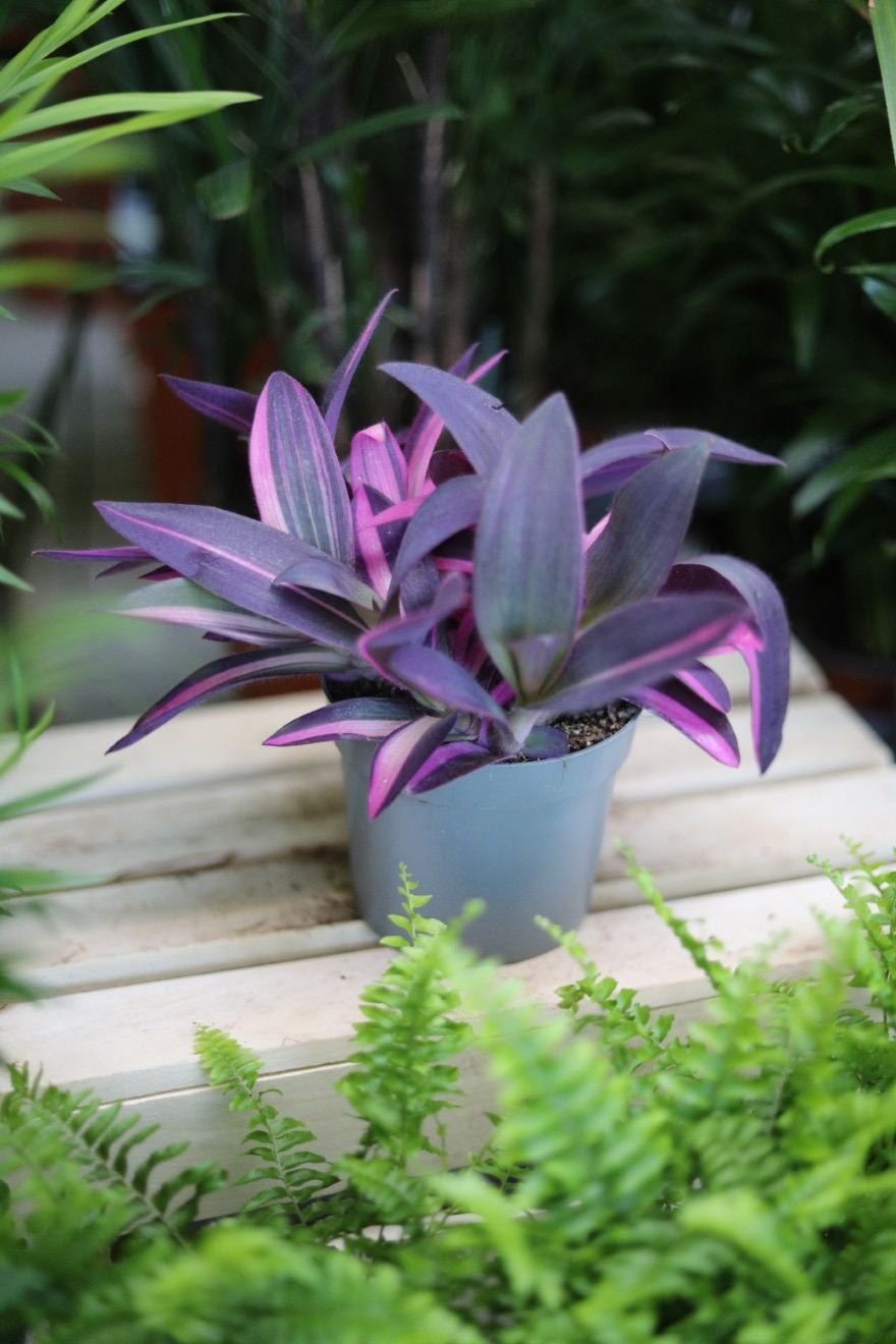 Tradescantia pallida ‘Pink Stripes’ (6).JPG