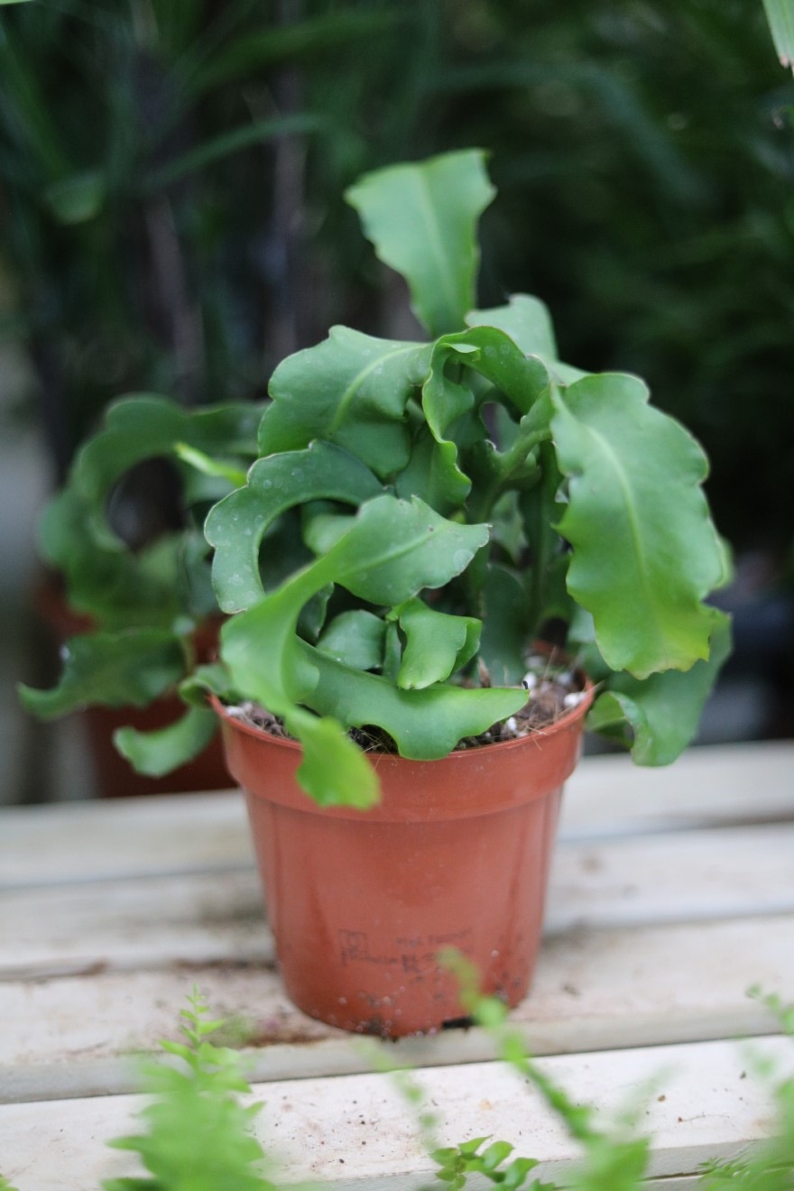 Epiphyllum guatemalense f. monstrosa  (4).JPG