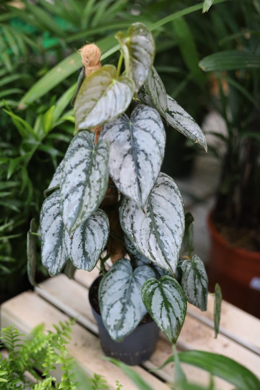 Philodendron Brandtianum (Filodendron) M  (1).JPG