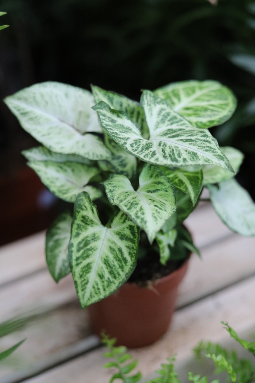 syngonium arrow m (3).JPG