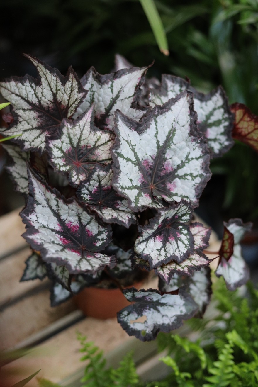 begonia silver point (5).JPG