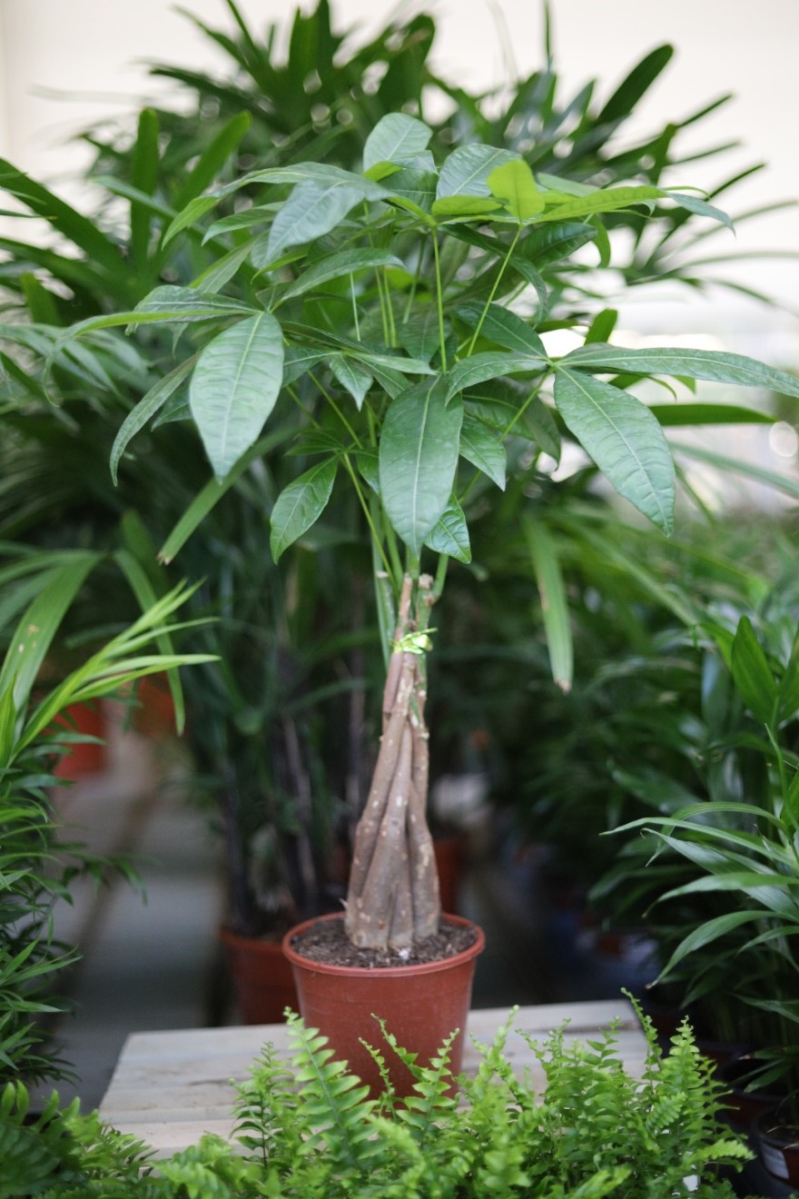 pachira aquatica (1).JPG