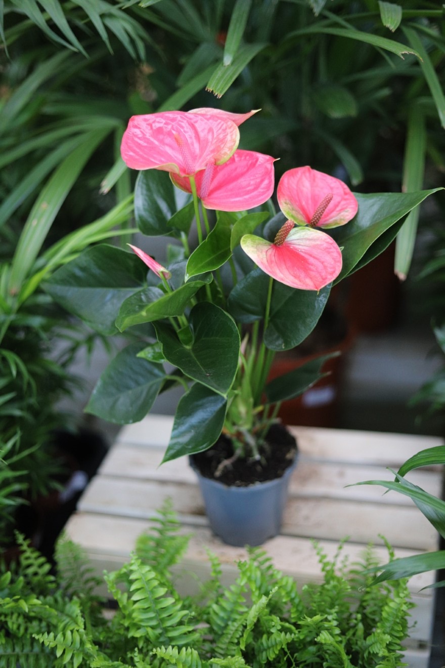 anthurium sweet dream (1).JPG