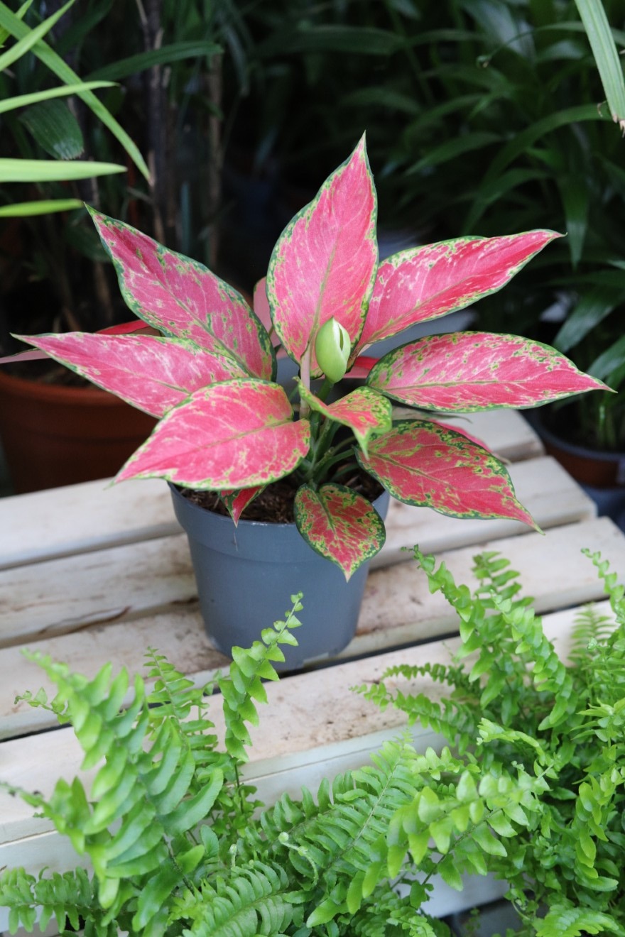 AGLAONEMA RED JOY (3).JPG