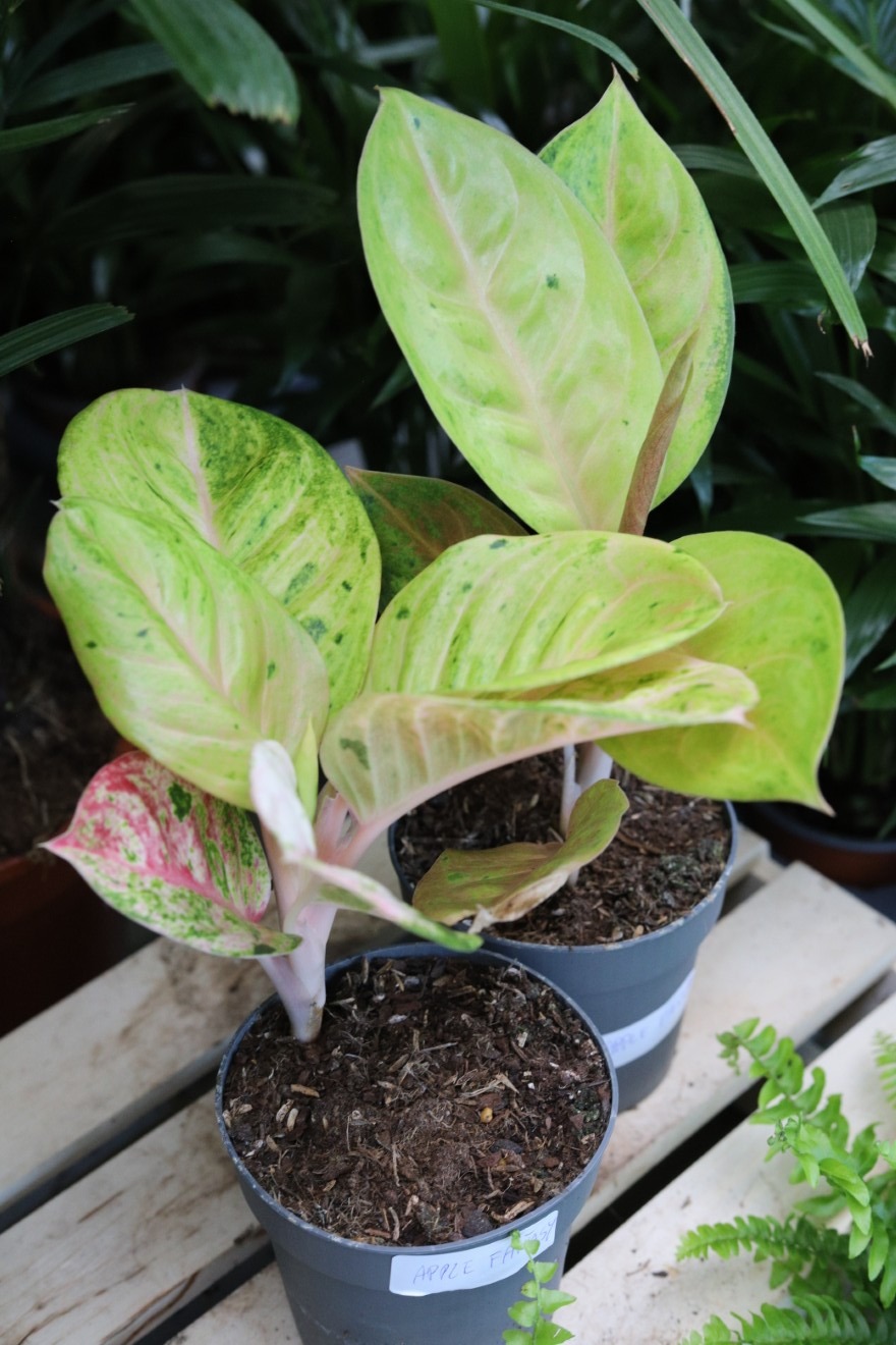 aglaonema apple fantasy (2).JPG