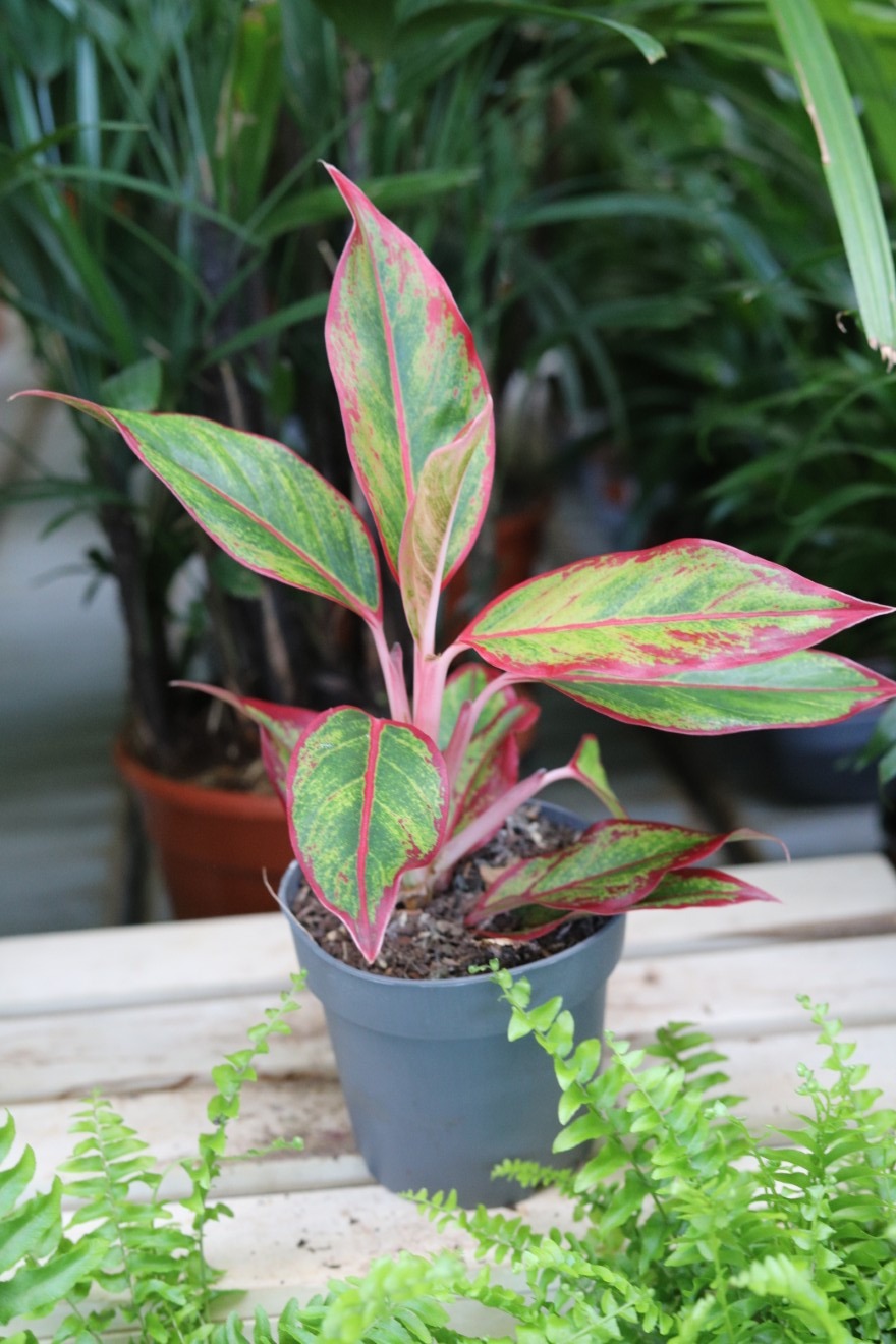 aglaonema siam aurora (2).JPG