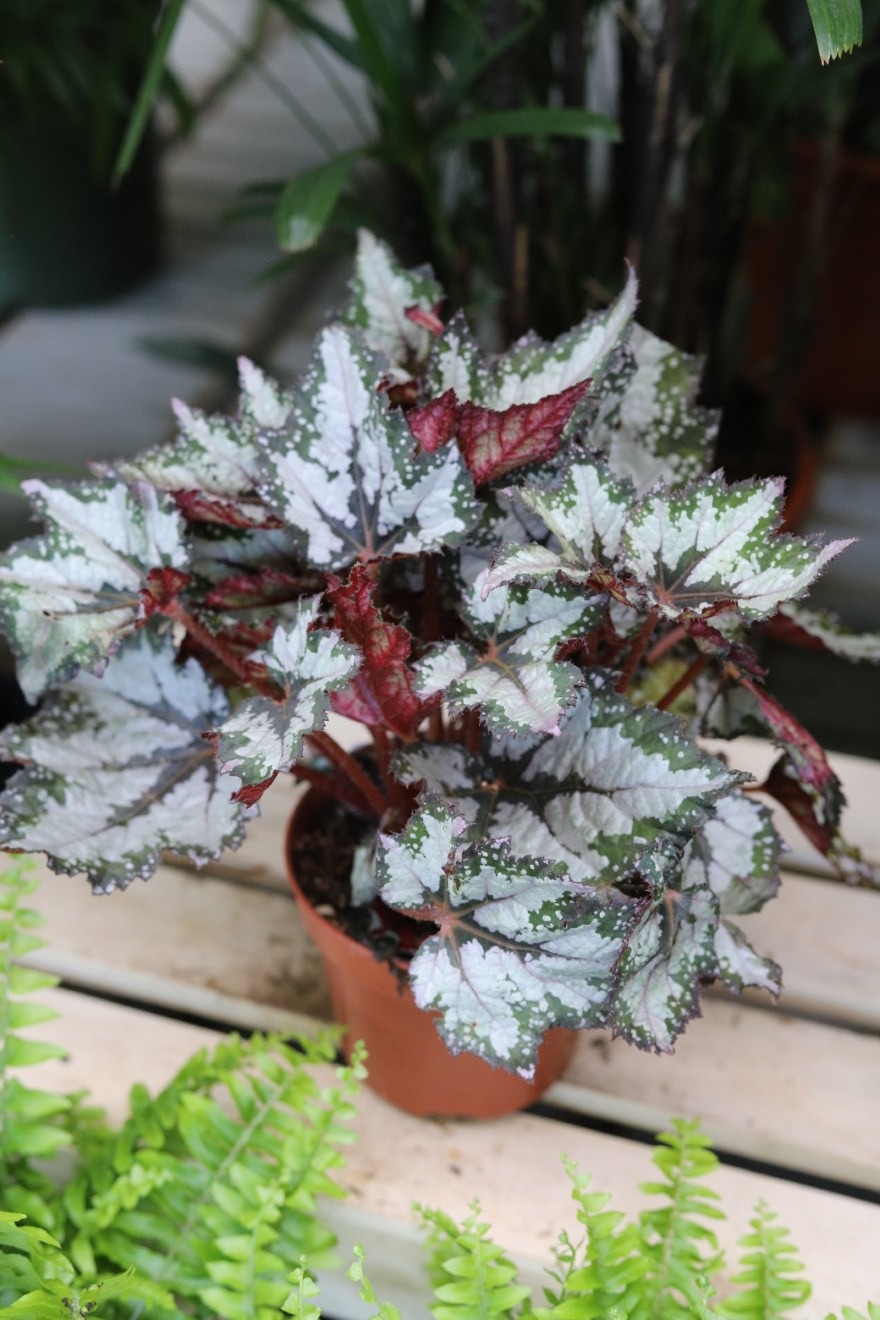 Begonia Sumatra Green (1).JPG
